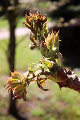 Aralia elata 'Aureovariegata' - arálie štíhlá - jarní pučení